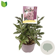 Skimmia j. Rubesta 10-15 cm P13