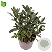 Skimmia j. 'Rubinetta' 15-20 cm P13