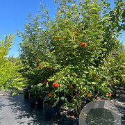 Sorbus aucuparia 250-300 cm cont. 80L meerstammig