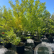 Sophora japonica 200-225 cm cont. 80L meerstammig