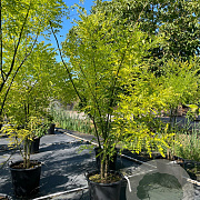 Sophora japonica 225-250 cm cont. 150L meerstammig