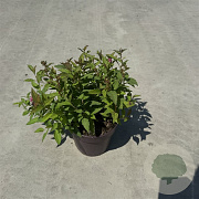 Spiraea jap. 'Anthony Waterer' 25-30 cm P13