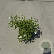 Spiraea jap. 'Genpei' 25-30 cm P13