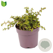 Stephanandra incisa 'Crispa' 25-30 cm P13