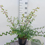 Symphoricarpos ch. 'Hancock' 40-60 cm 2,0L