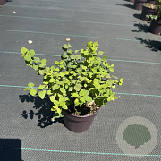Symphoricarpos d. 'Magic Berry' 30-40 cm P13