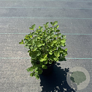 Symphoricarpos d. 'Mother of Pearl' 30-40 cm P13