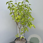Syringa v. 'Znamya Lenina' 80-100 cm 10L