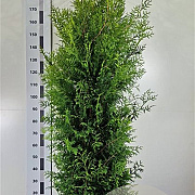 Thuja occ. 'Brabant' 175-200 cm 20L