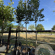 Tilia cordata 12-14 cm cont. 110L
