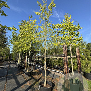 Tilia europaea 'Pallida' 14-16 HO cont. 80L