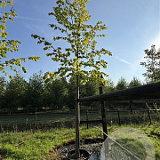 Tilia europaea 'Pallida' 18-20 cm cont. 80L
