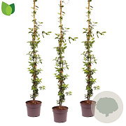 Trachelospermum jasminoides 150-175 cm 7,5L