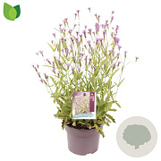 Verbena rigida GM C5