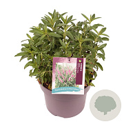 Veronica spic. Anniversary Rose GM C5