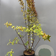 Viburnum farreri 125-150 cm 10L