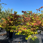 Viburnum plic. 'St Keverne' 125-150 cm 50L meerstammig