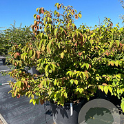 Viburnum plic. 'St Keverne' 125-150 cm cont. 80L meerstammig
