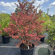 Viburnum plic. 'Watanabe' 160-180 cm cont. 80L