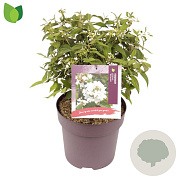 Viburnum plic. 'Watanabe' 30-40 cm 10L