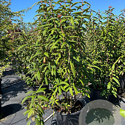Viburnum rhyt. 'Holland' 150-175 cm 50L meerstammig