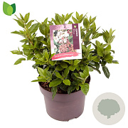 Viburnum tin. 'Eve Price' 25-30 cm 5,0L