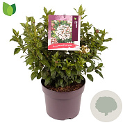 Viburnum tinus 30-35 cm 7,5L