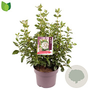 Viburnum tinus 30-40 cm 5,0L
