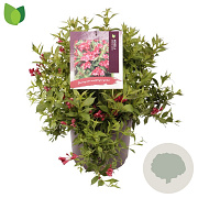 Weigela Cherry Love 30-40 cm 7,5L