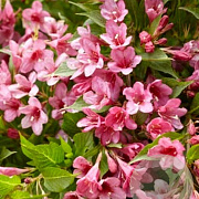 Weigela Picobella Rosa 40-50 cm 10L
