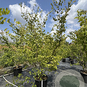 Zelkova serrata 200-250 cm 50L meerstammig