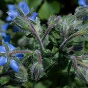 Borago officinalis GM P9