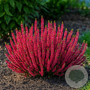 Calluna v. B. Ladies Scarlet Early 10-12 cm P10,5