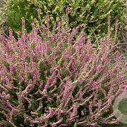 Calluna v. 'Allegro' 10-12 cm P10,5