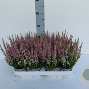 Calluna v. Beauty Ladies Michelle 10-12 cm P10,5