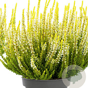 Calluna v. Beauty Ladies Agneta 10-12 cm P10,5