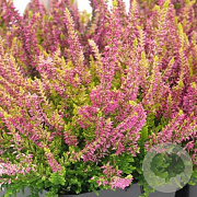 Calluna v. Beauty Ladies Anne-Sofie 10-12 cm P10,5