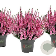 Calluna v. Beauty Ladies Monique 10-12 cm P10,5
