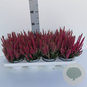 Calluna v. Beauty Ladies Steffie 10-12 cm P10,5