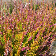 Calluna v. 'Con Brio' 10-12 cm P10,5