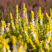 Calluna v. 'Gold Spronk' 10-12 cm P10,5