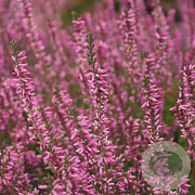 Calluna v. 'Marlies' 10-12 cm P10,5