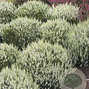 Calluna v. 'Stefanie' 15 cm P15