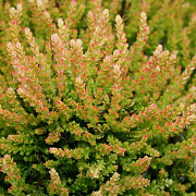 Calluna v. 'Winter Chocolate' 10-12 cm P10,5