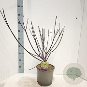 Cornus alba 'Kesselringii' 60-80 cm 5,0L