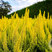 Erica arborea 'Albert's Gold' 15 cm P12