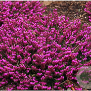 Erica carn. 'Myretoun Ruby' 10-12 cm P10,5