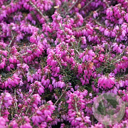 Erica carn. 'Winterfreude' 10-12 cm P10,5