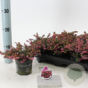 Erica darl. 'Kramer's Rote' 10 cm P10,5