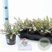 Erica darl. 'White Perfection' 10 cm P10,5